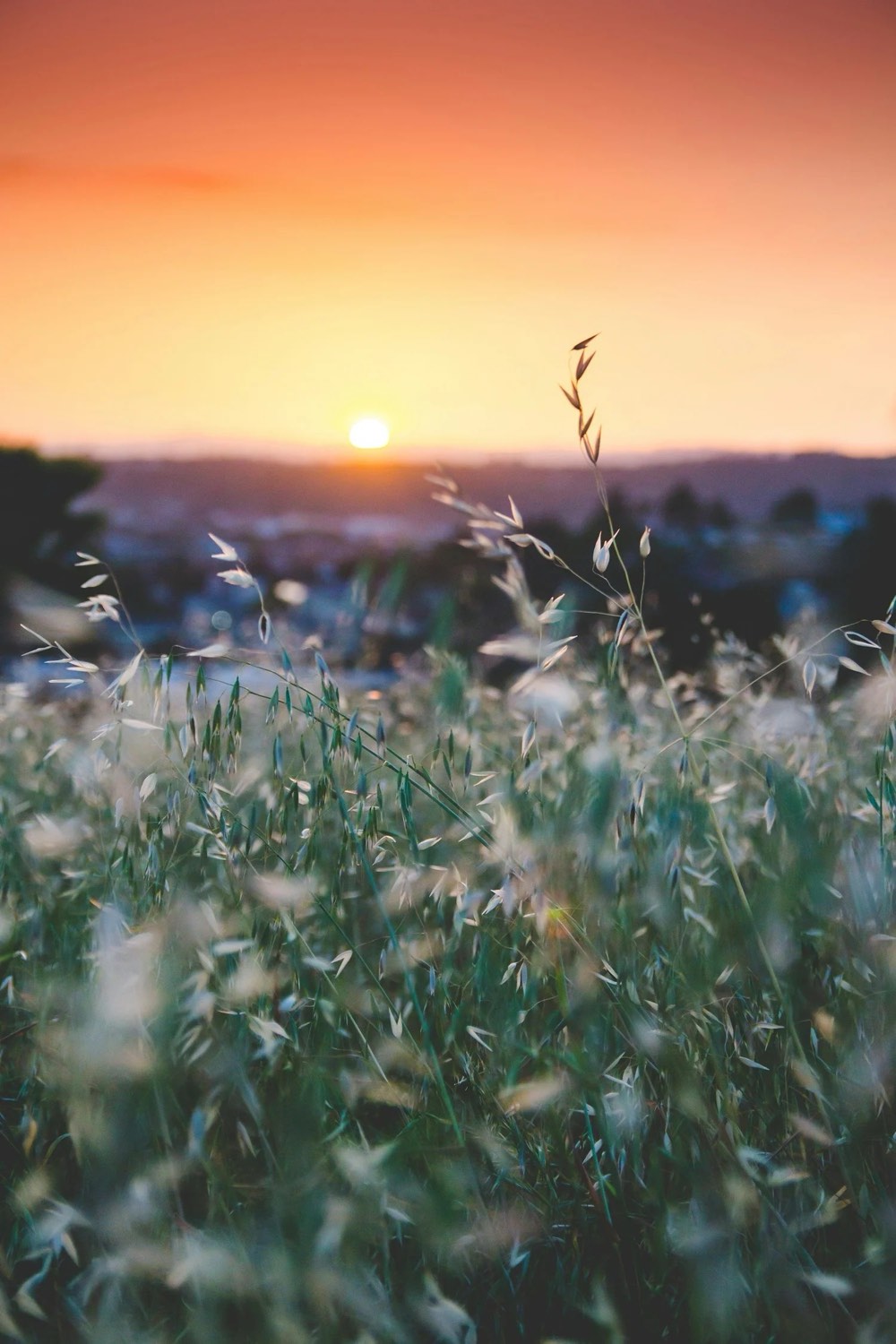 Tall grasses glowing in warm sunrise light